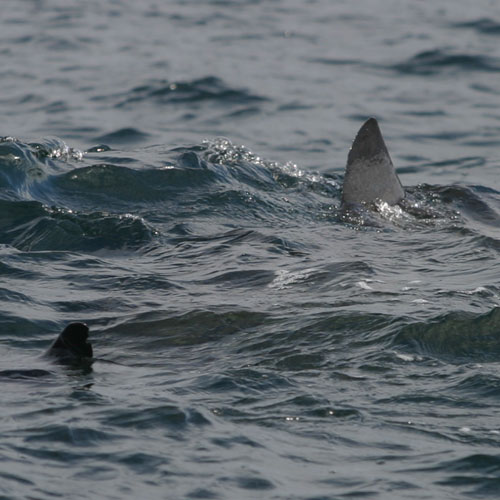 Basking Shark Sighting